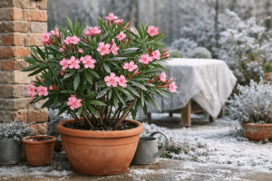 Home Oleander overwinteren